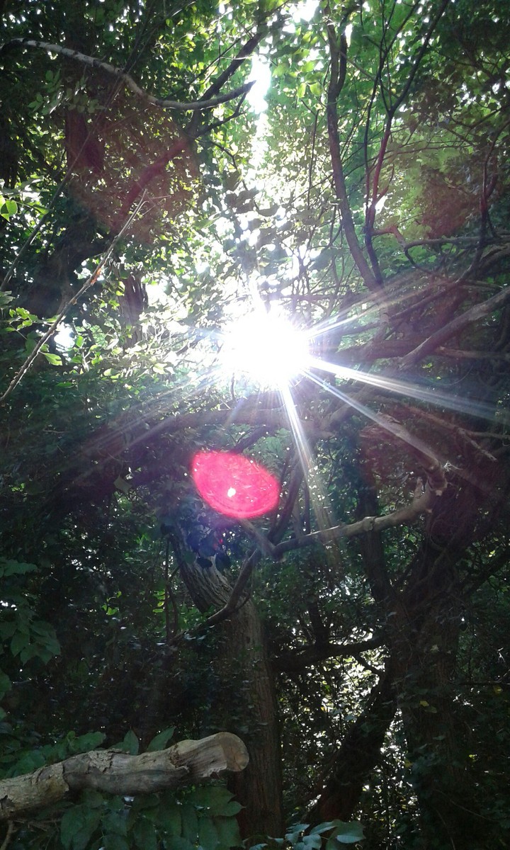 Sun in the trees