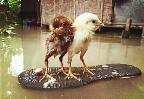Pets