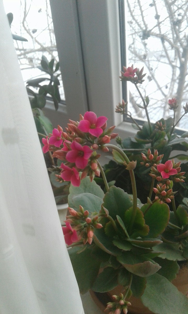 flowers