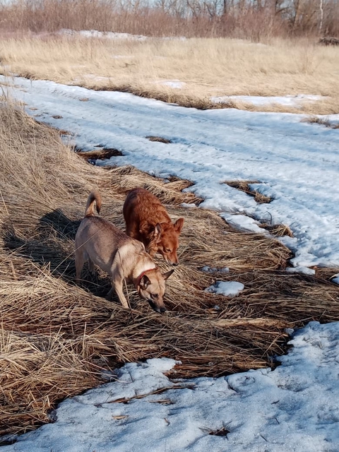 Lisa and Sonya for a walk.
