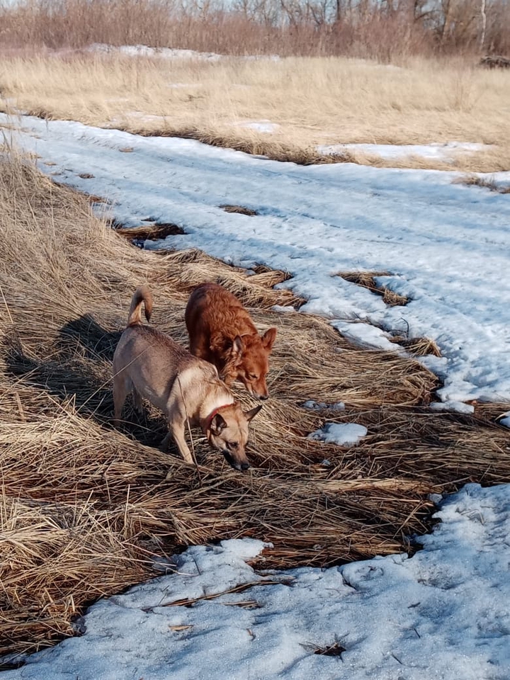 Lisa and Sonya for a walk.