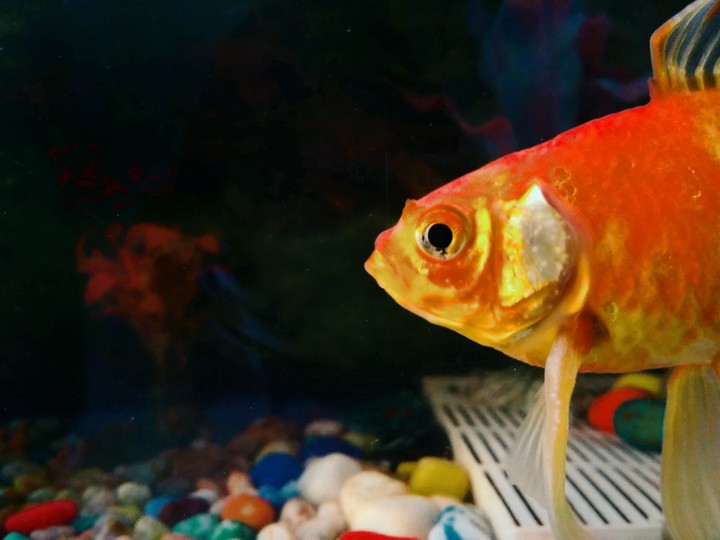 water tank gold fish