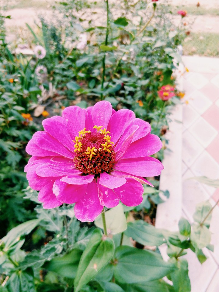 Flower