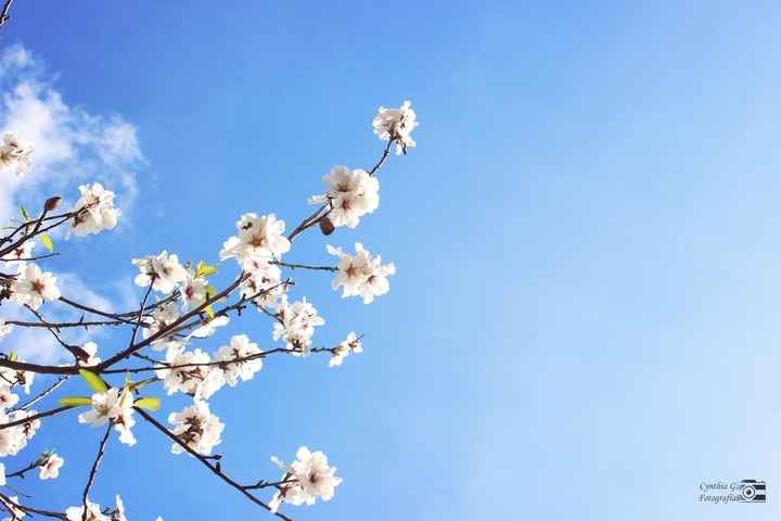 Flor de almendro