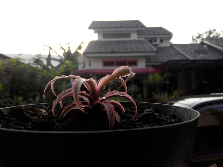 small plant