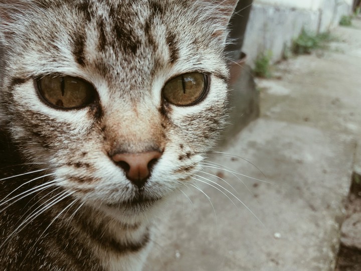 cat