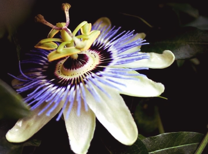 Pretty Flower