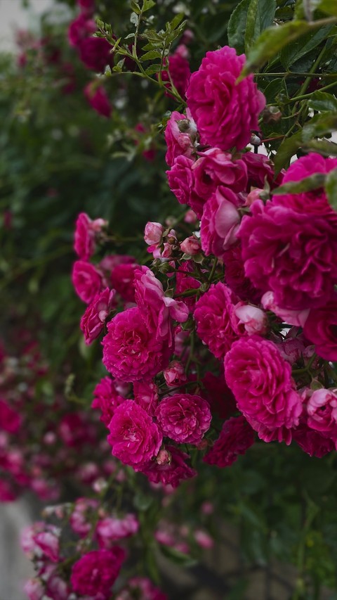 pink, purple壁紙