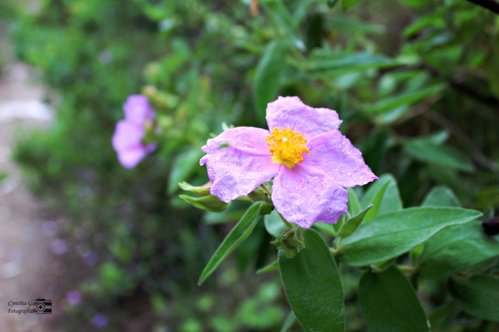 Spring