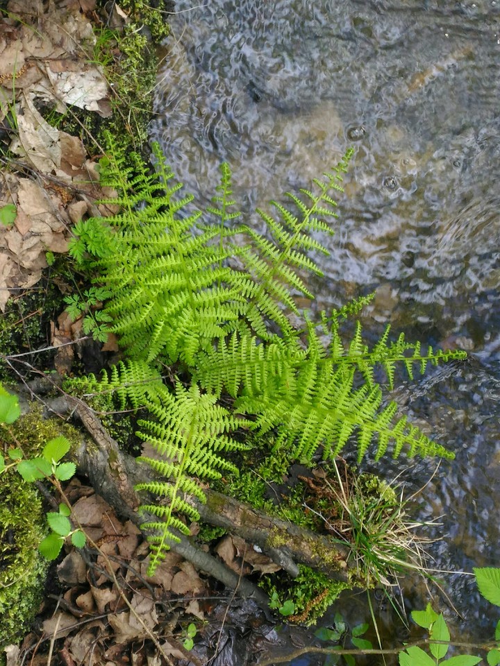 a small river