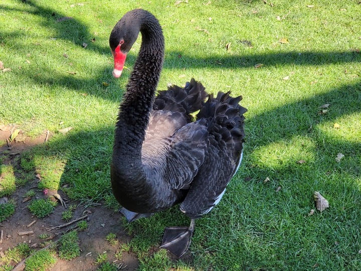 Western Springs Lakeside Park, Auckland, New Zealand