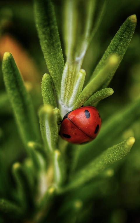 insect, arthropod वॉलपेपर
