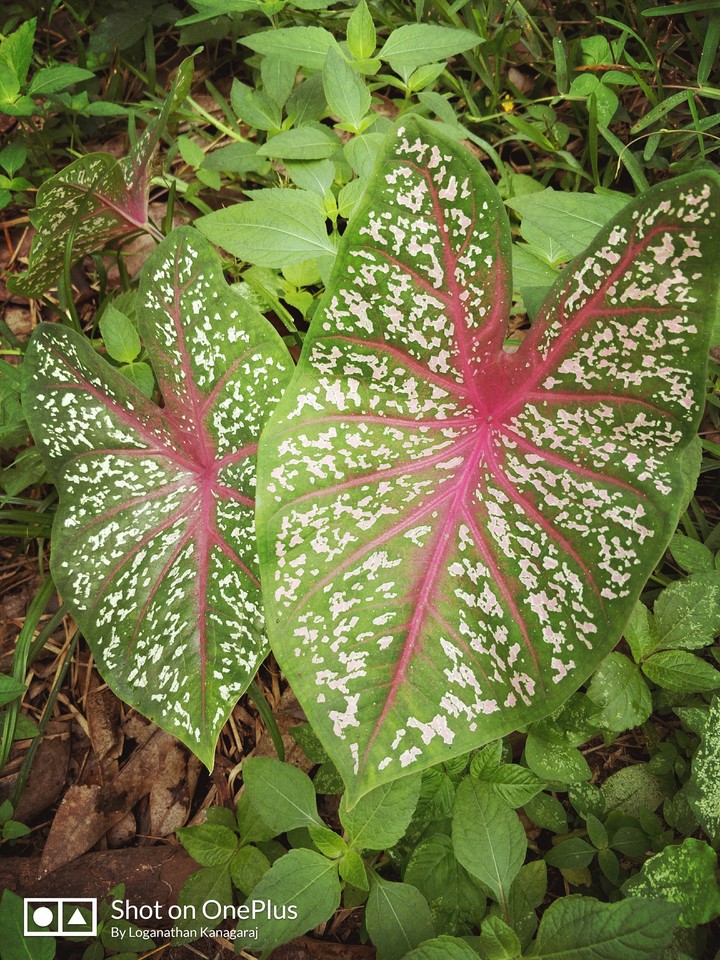 Nature Love