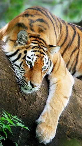 tiger