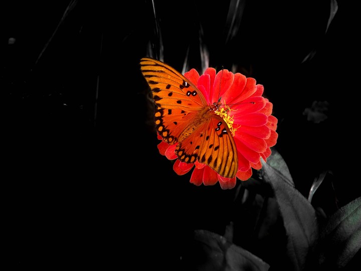 Orange Butterfly