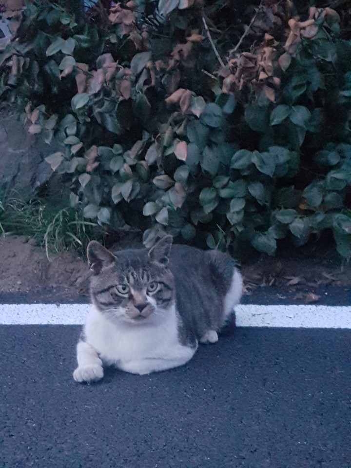 몽한적인  고양이