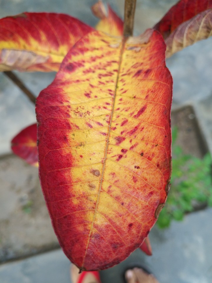 leaf