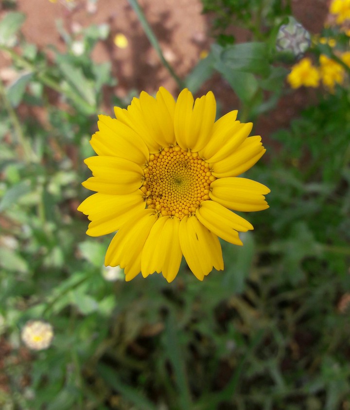 Flower