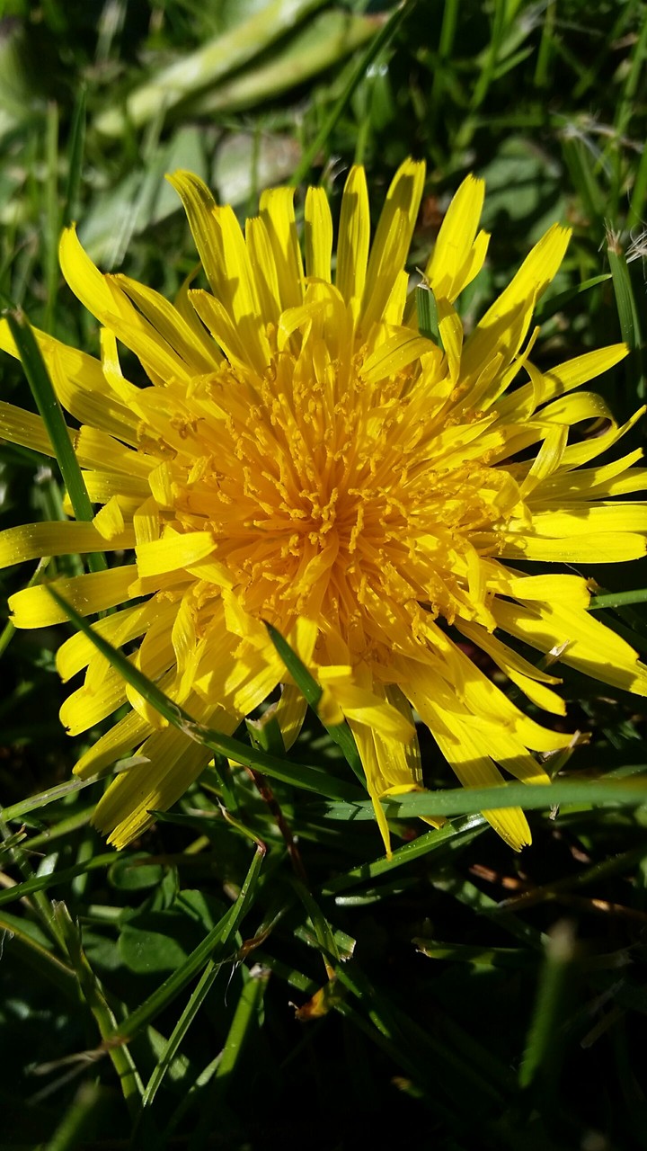 flowerpower