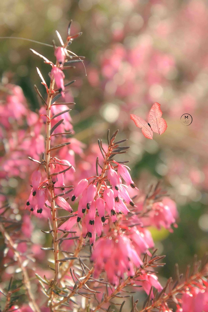Pink Spring