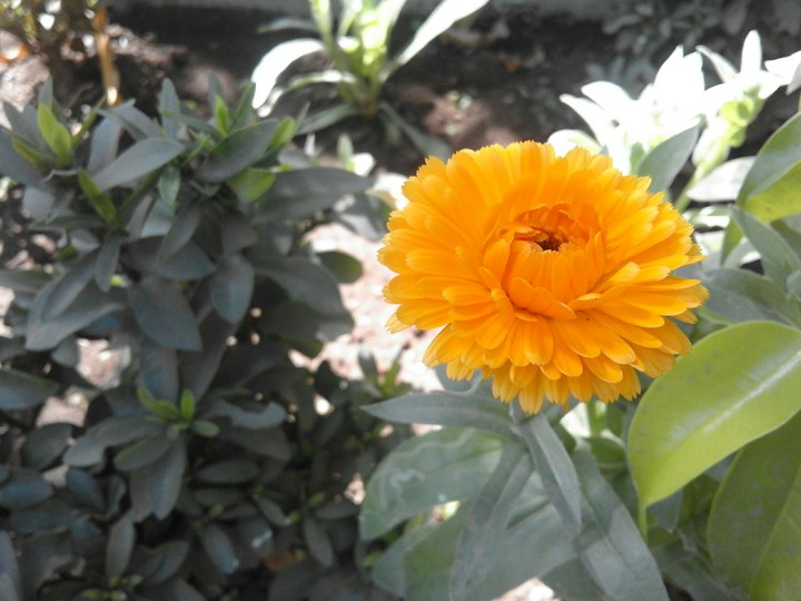 beutiful flower
