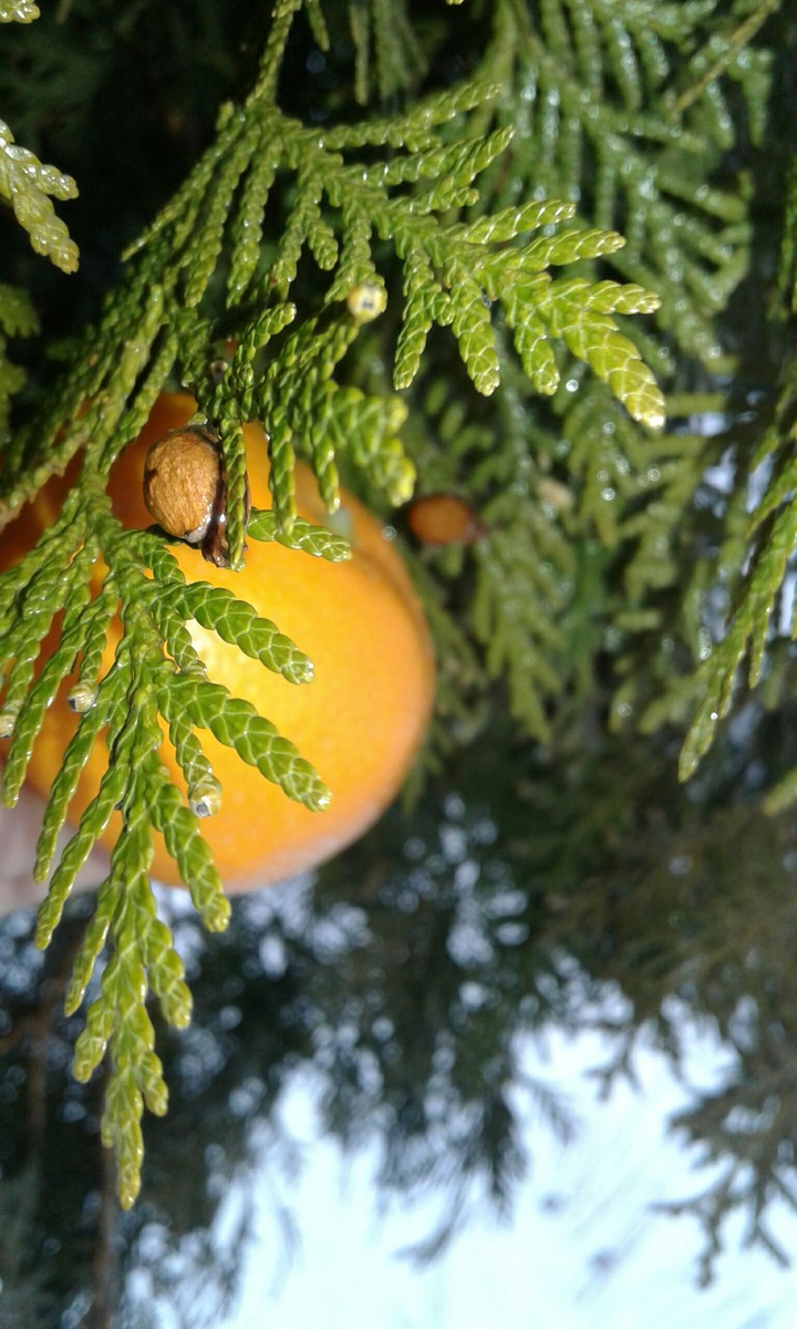 orange