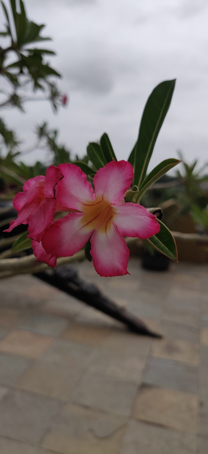 Flower