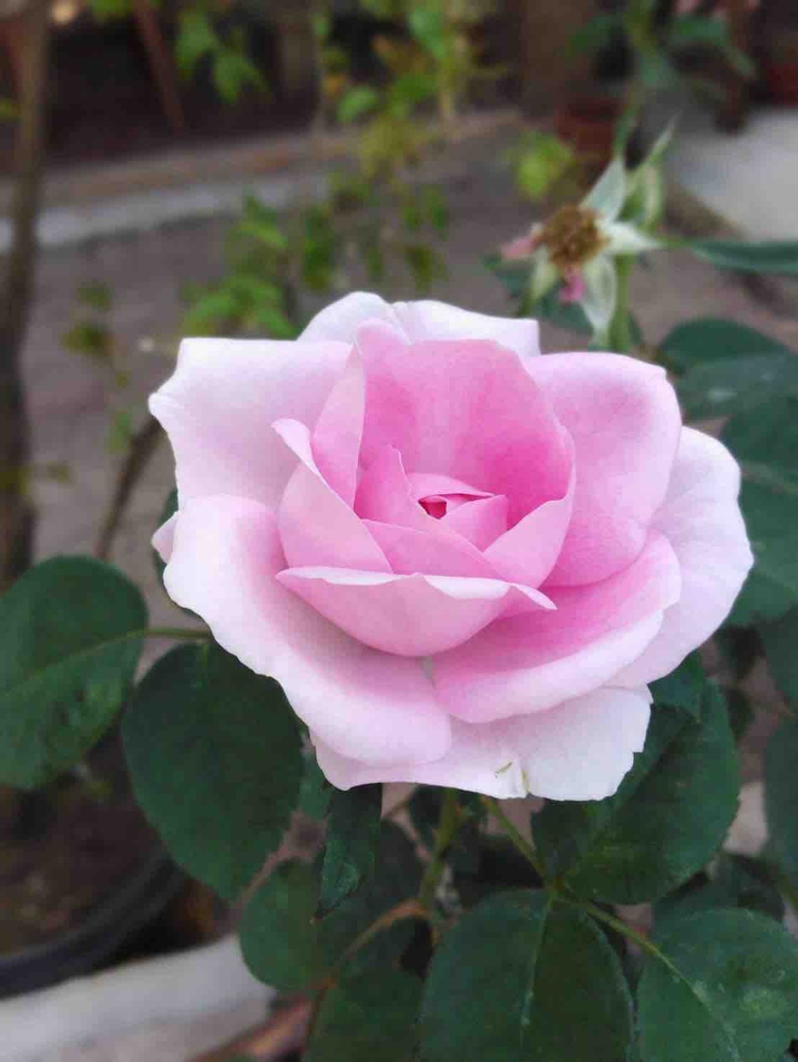 Pink rose