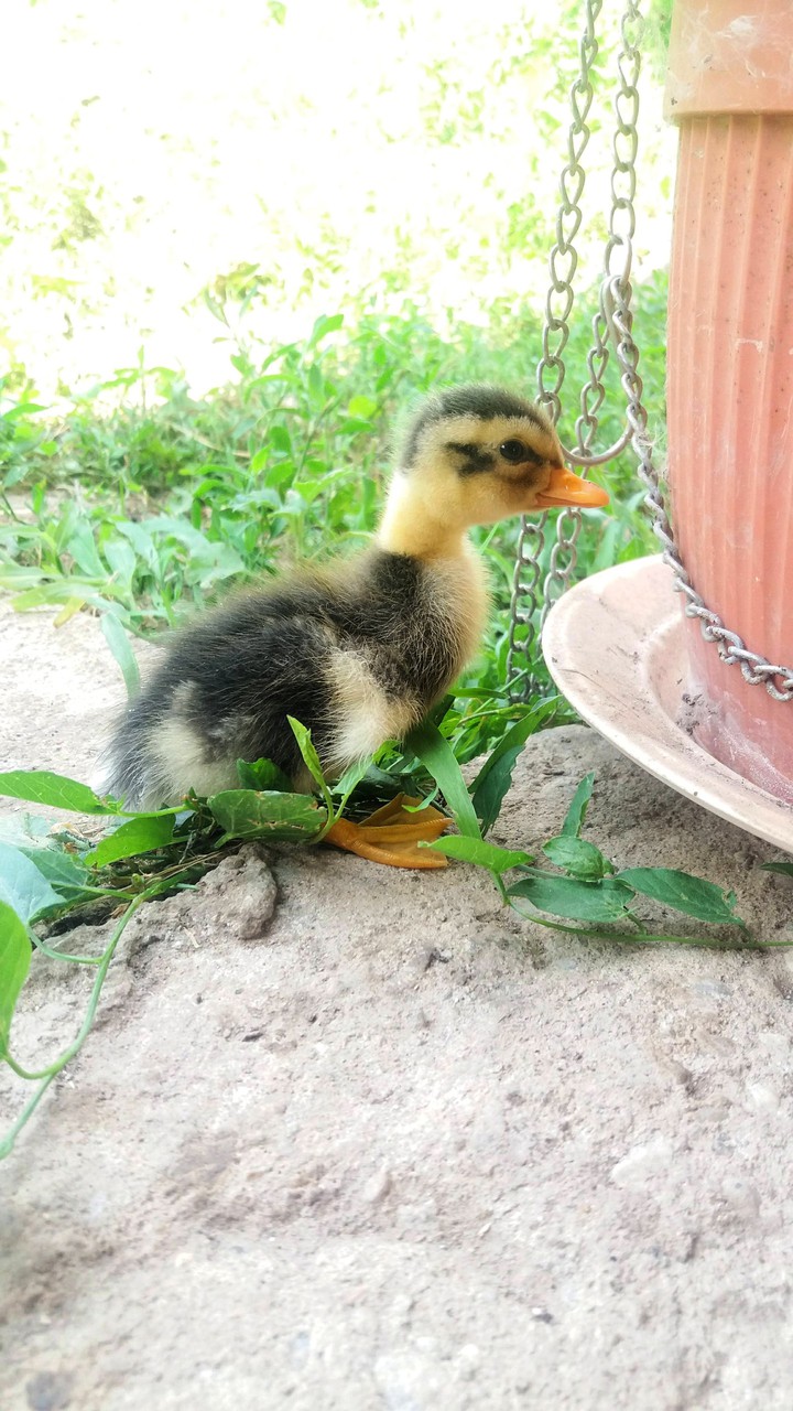 duckling