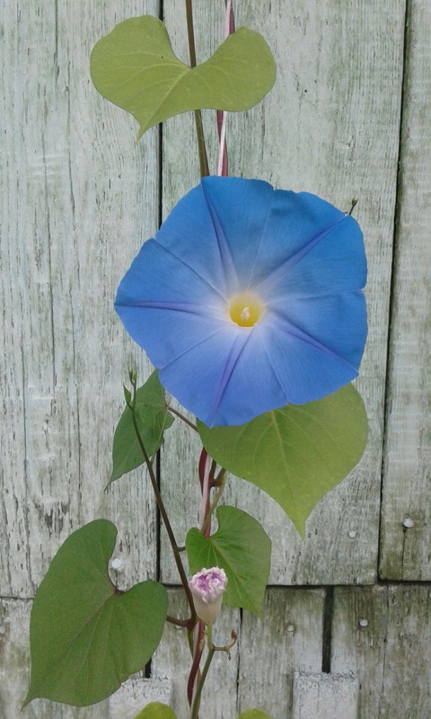 ipomoea