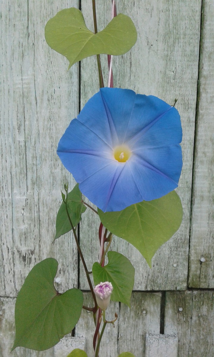 ipomoea