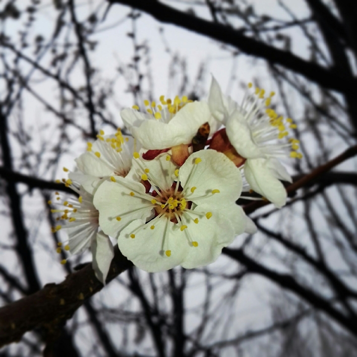 #spring
