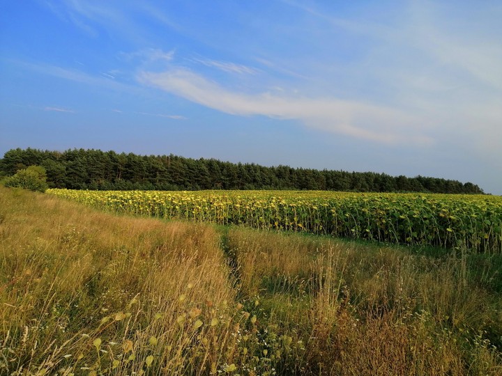 field and forest