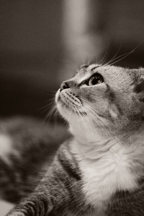 Kitten