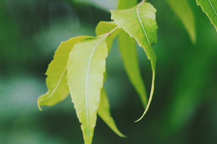 leaf