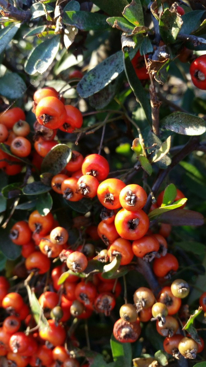 Little Poison Berries!