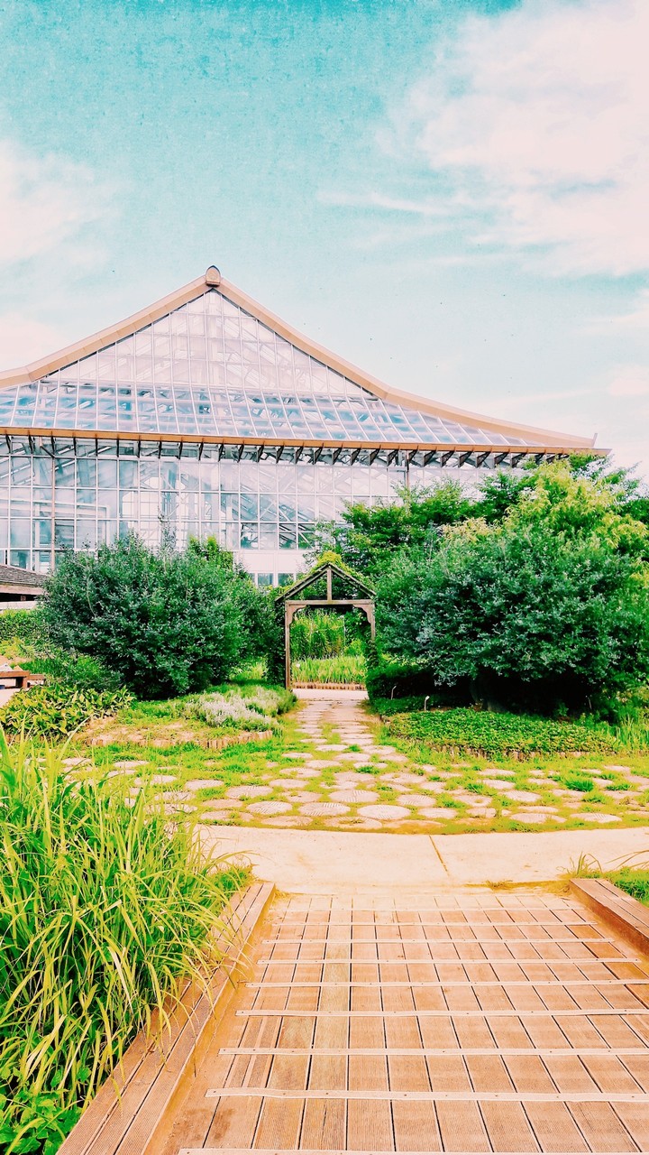 This is our flower garden in Korea.