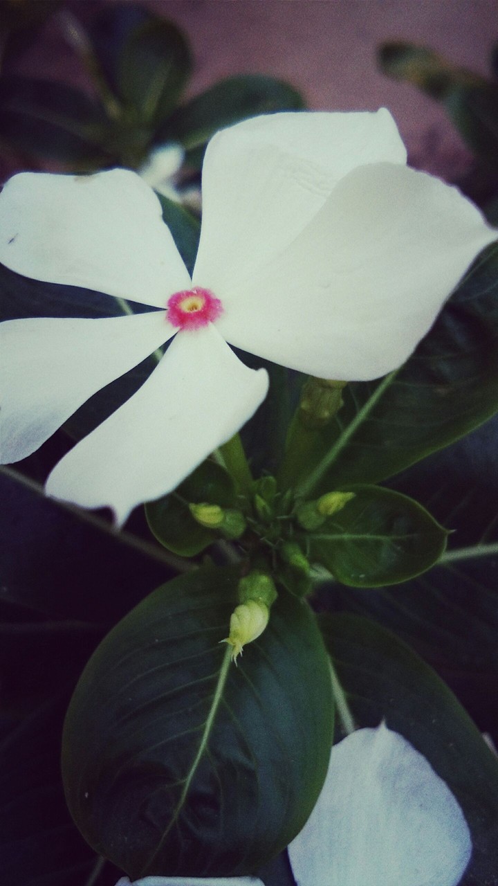 WHITE FLOWER