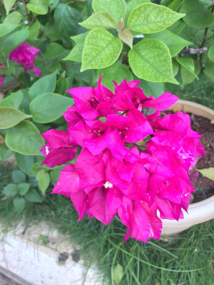 bougenvillea