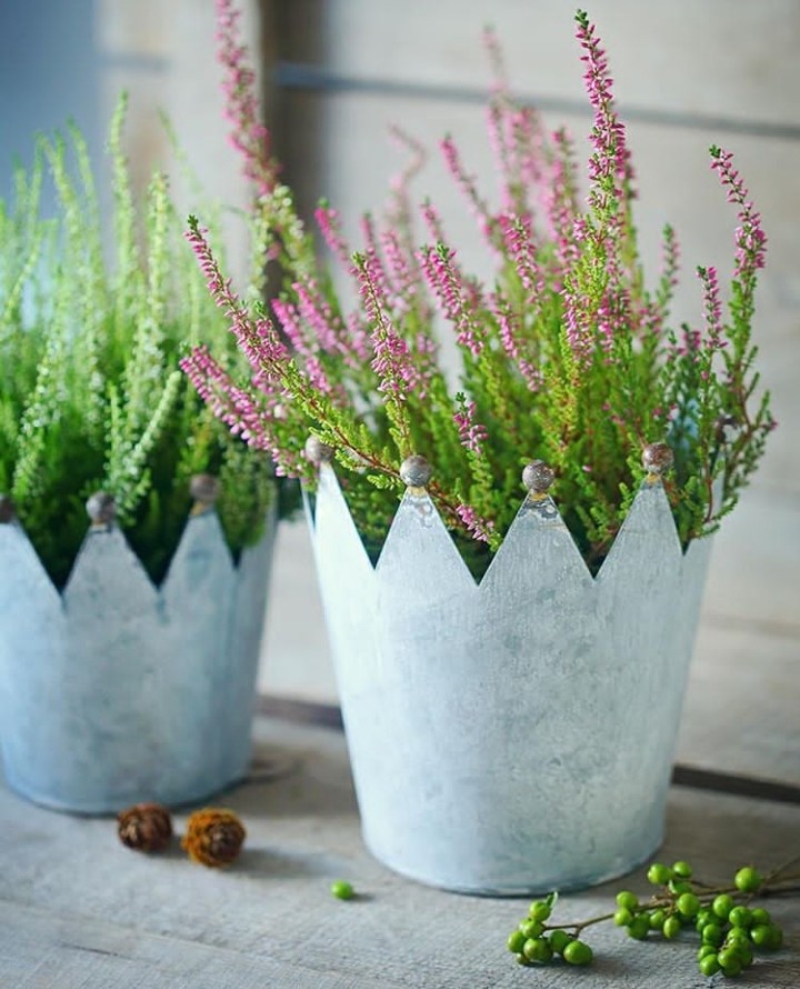 plants
