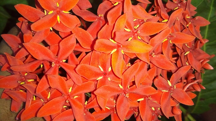 flower