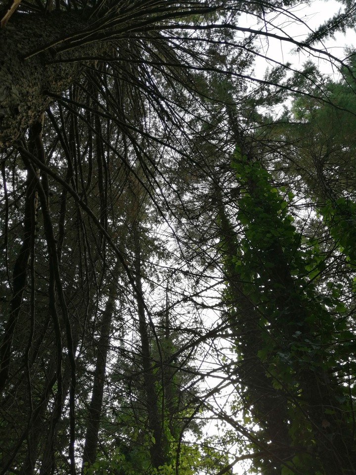 Redwood