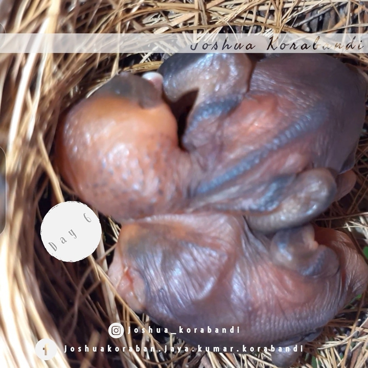 Hatchlings