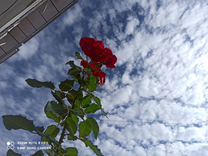 rose