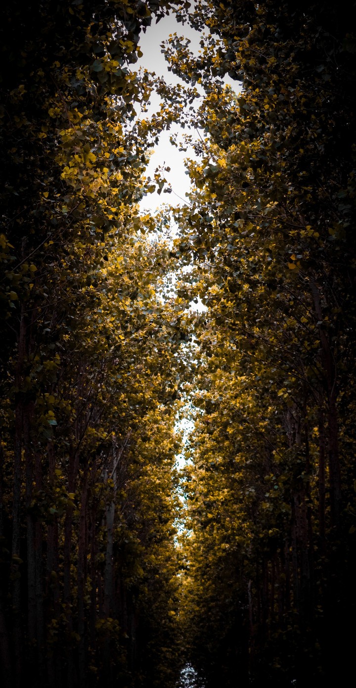 trees
