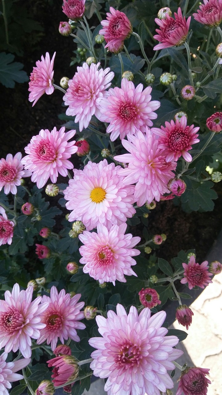Flower-2