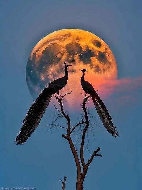 sfondi moon, peafowl