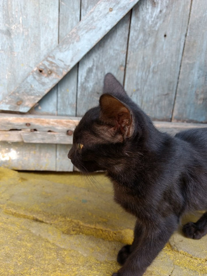 Black Kitty