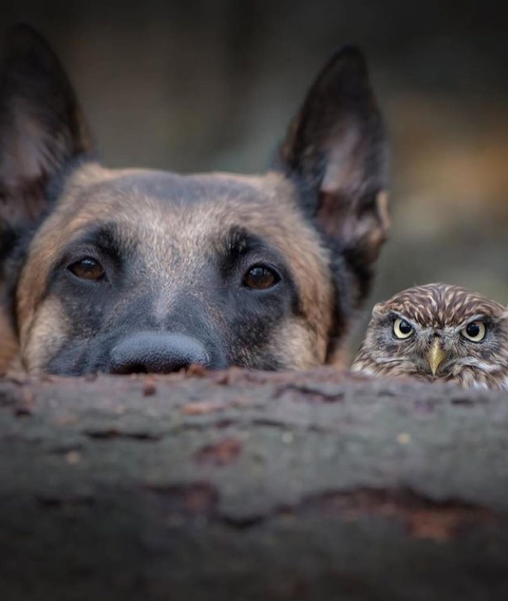 Friends (dog & owl)❤