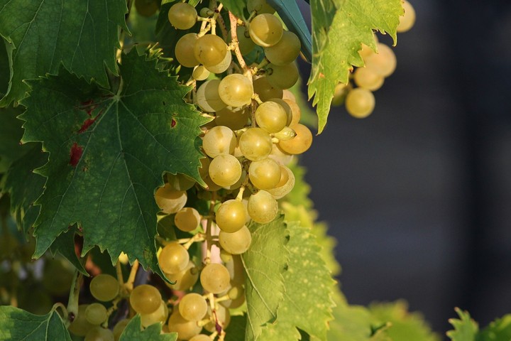 fruit